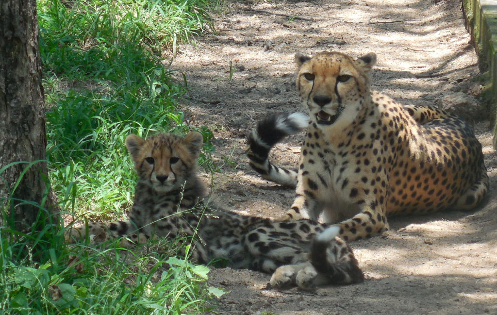 Cheetah adoption, from Hoedspruit Endangered Species Centre